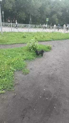     ,    