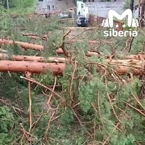 Ураган повалил сосны в Республике Алтай
