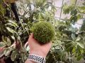 Почему селагинелла апода — идеальное растение для вашего дома