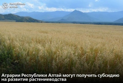 Минсельхоз Республики Алтай объявил о старте приема документов по предоставлению субсидий на возмещение части затрат сельхозтоваропроизводителей региона