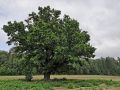 Как вырастить дуб из желудя: избегаем распространённых ошибок