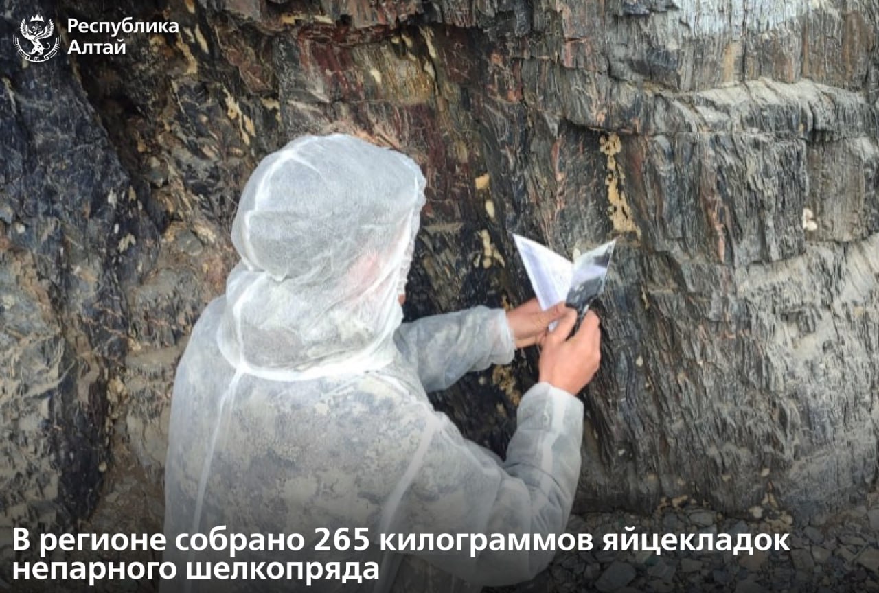С начала сентября в Республике Алтай ведутся работы по сбору яйцекладок непарного шелкопряда