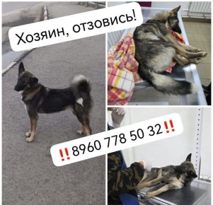 Поздно вечером 22 октября на Чуйском тракте в Дубровке под тоннелем была сбита эта молодая собачка