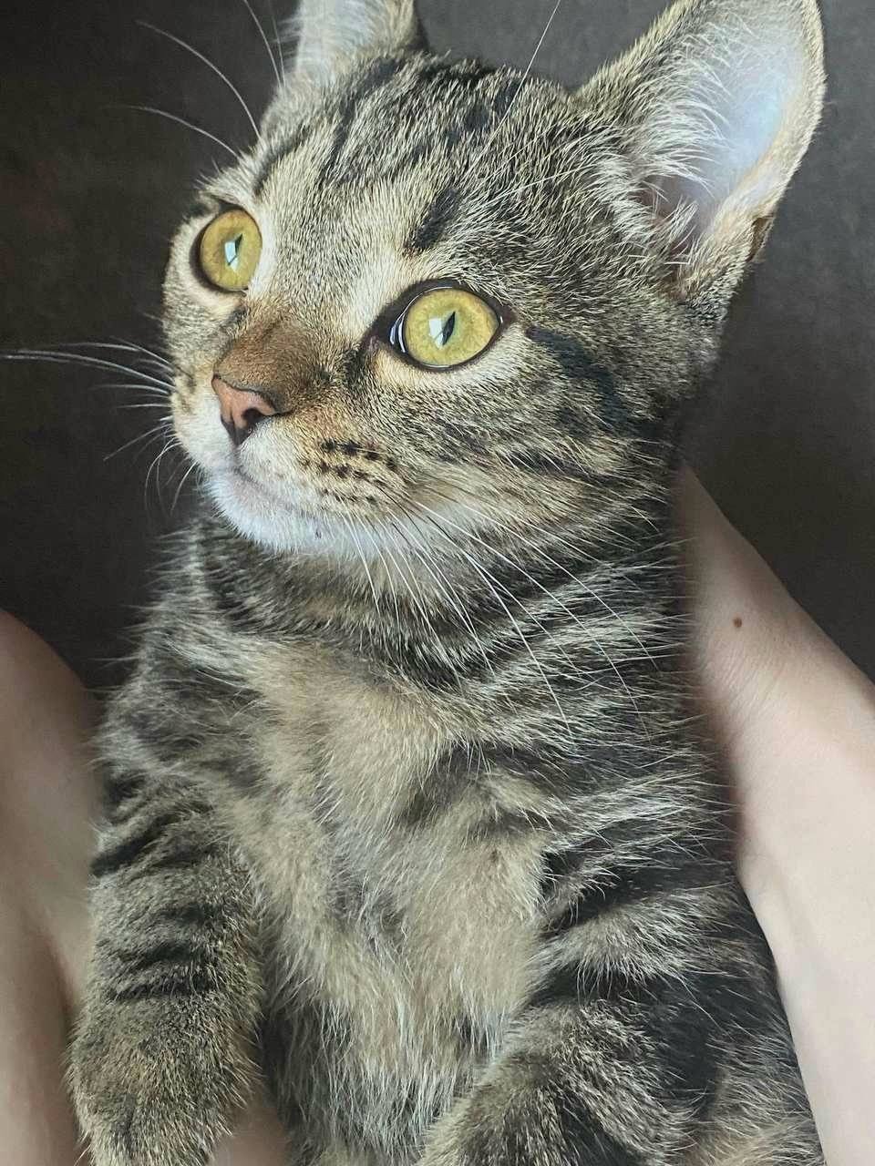 ПРОПАЛ КОТ (котенок), пожалуйста помогите найти! Вознаграждение гарантируется ПРОПАЛ КОТ (котенок), пожалуйста помогите найти! Вознаграждение гарантируется