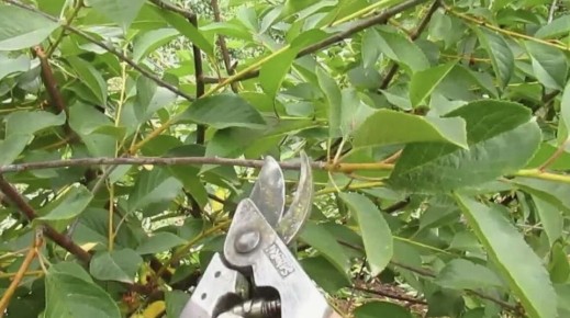 Летняя обрезка плодовых деревьев: как сделать всё правильно, не навредив урожаю