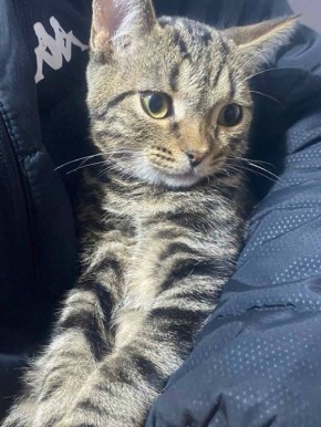 ПРОПАЛ КОТ (котенок), пожалуйста помогите найти! Вознаграждение гарантируется