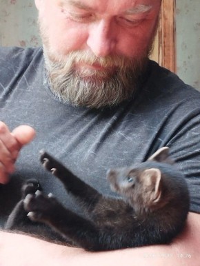 Соболь Хан спустя полгода вернулся к людям в Алтайском заповеднике