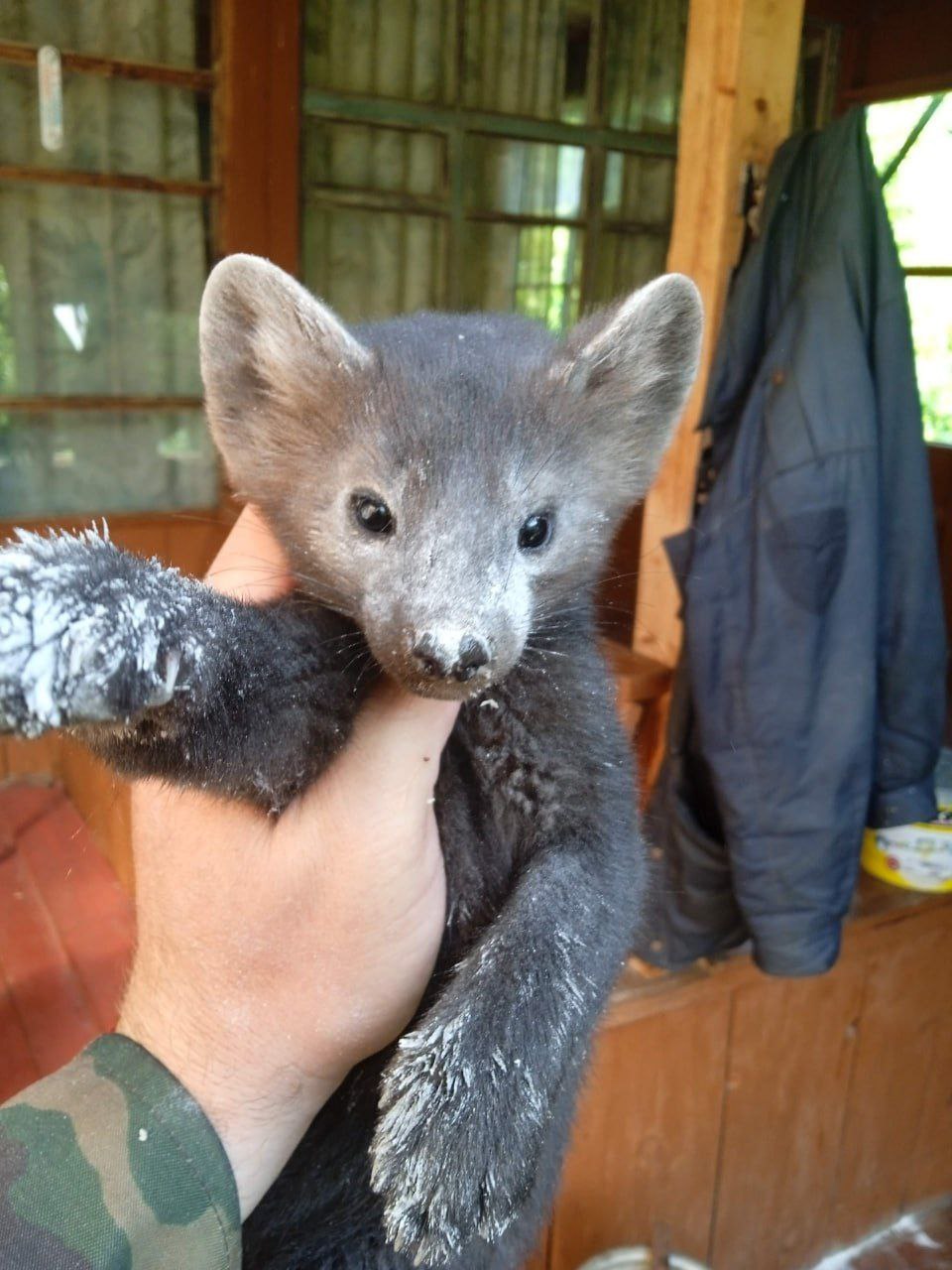 Соболь Хан спустя полгода вернулся к людям в Алтайском заповеднике Соболь Хан спустя полгода вернулся к людям в Алтайском заповеднике