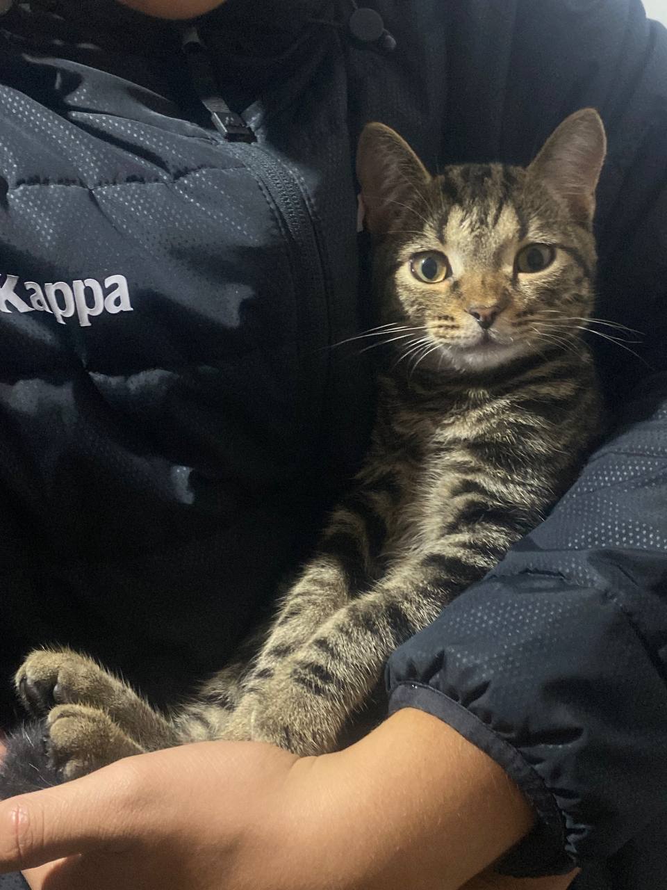 ПРОПАЛ КОТ (котенок), пожалуйста помогите найти! Вознаграждение гарантируется ПРОПАЛ КОТ (котенок), пожалуйста помогите найти! Вознаграждение гарантируется