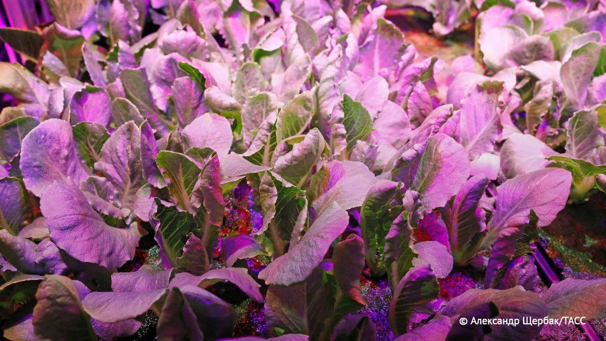 Редких карантинных вредителей — черную цитрусовую и табачную белокрылку — впервые за последние годы обнаружили в Алтайском крае при проверке импортных декоративных растений