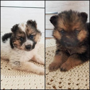 Две обаятельные и привлекательные девочки ищут дом, заботливых и любящих хозяев