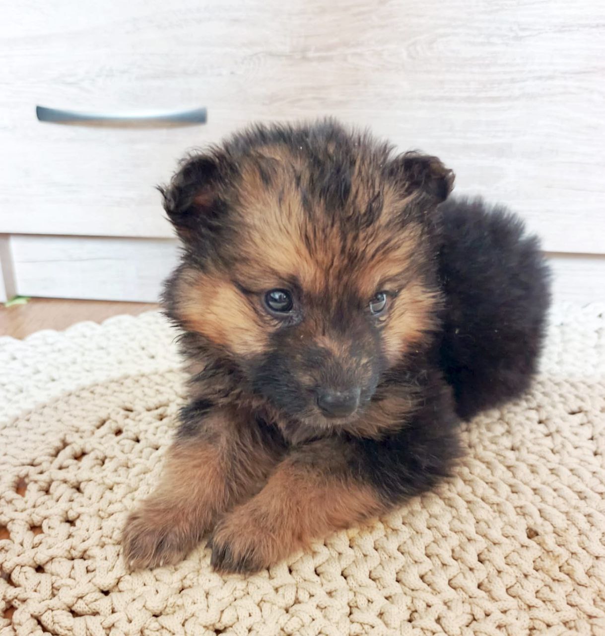 Две обаятельные и привлекательные девочки ищут дом, заботливых и любящих хозяев Две обаятельные и привлекательные девочки ищут дом, заботливых и любящих хозяев