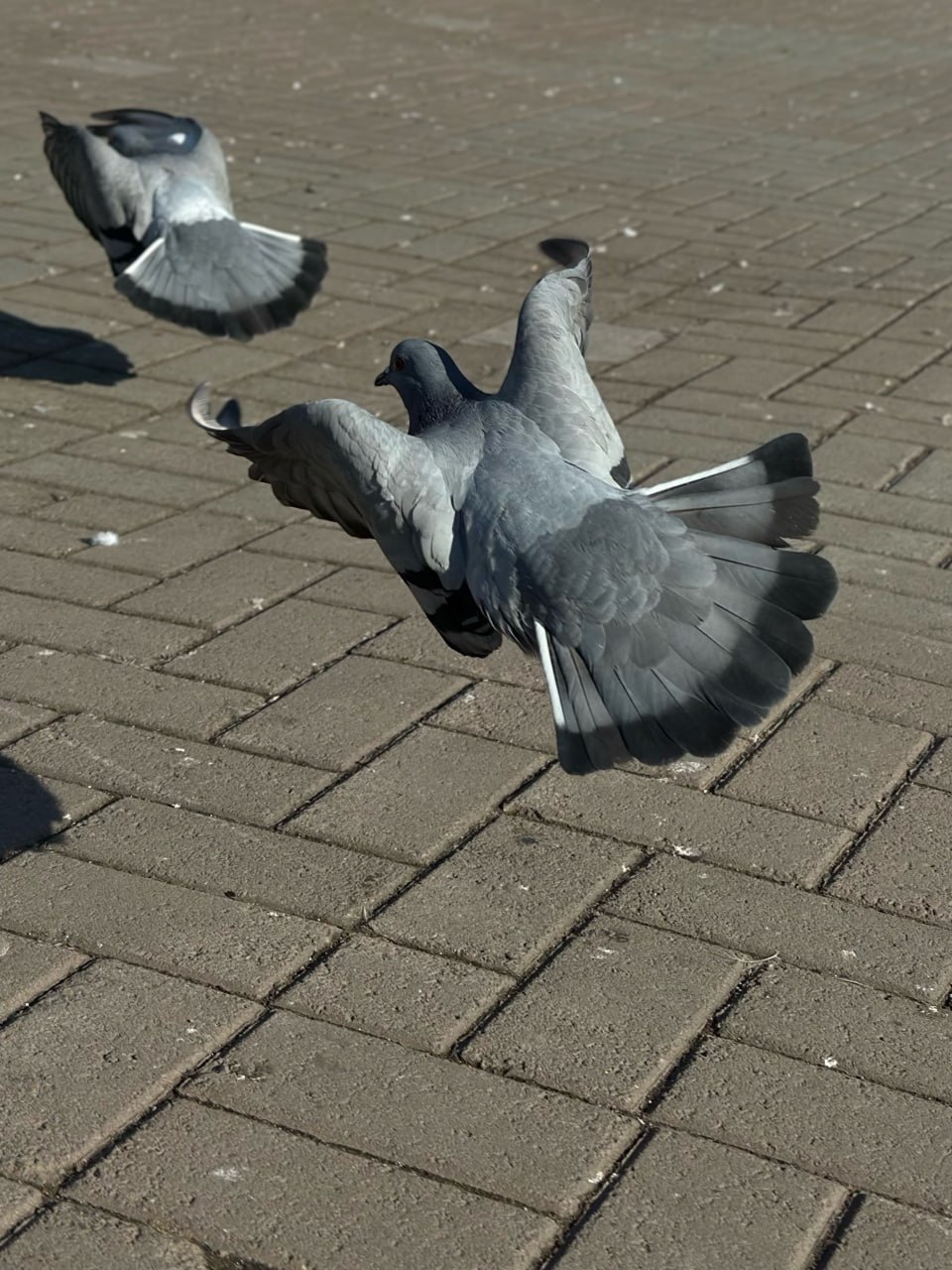 Доброго всем дня от горно-алтайских голубей! Фото от подписчика Доброго всем дня от горно-алтайских голубей! Фото от подписчика