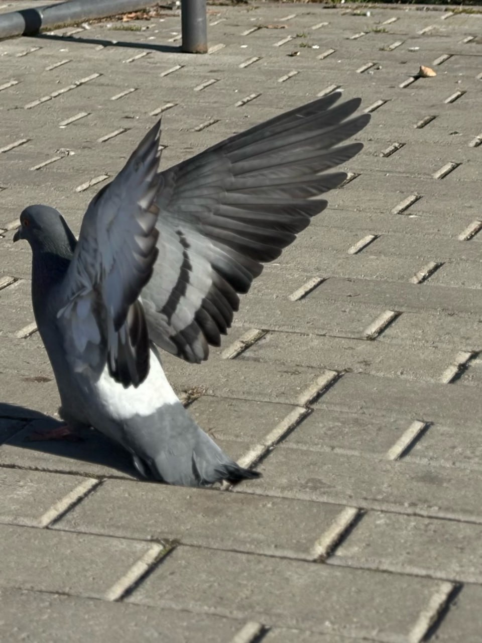 Доброго всем дня от горно-алтайских голубей! Фото от подписчика Доброго всем дня от горно-алтайских голубей! Фото от подписчика