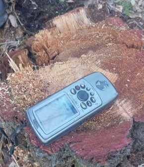 В Республике Алтай лесные инспекторы Минприроды РА обнаружили факт незаконной вырубки деревьев