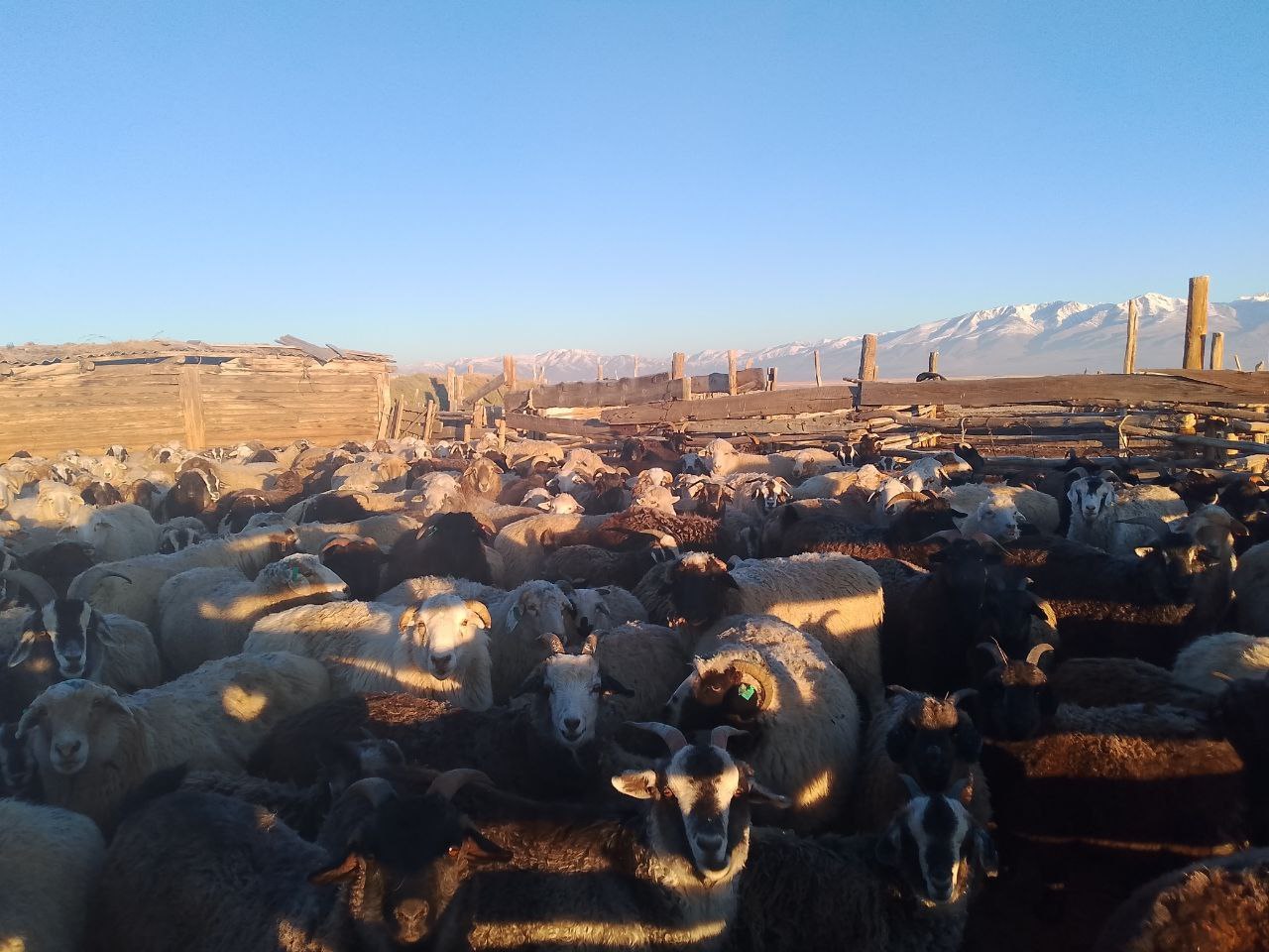 Утро в Чуйской степи. От подписчика