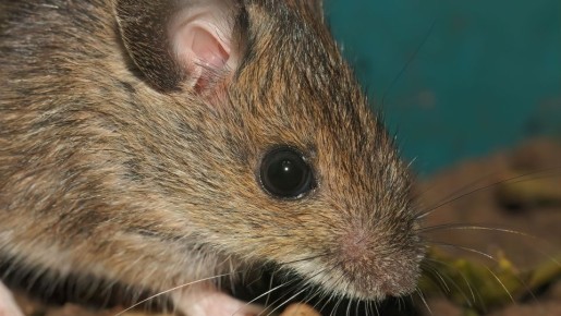 Забудьте уже про полынь и кошек: вот что действительно защитит погреб от мышей