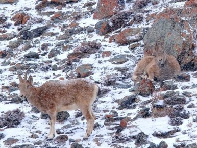 Самки и козлята сибирского горного козла в Сайлюгемском национальном парке