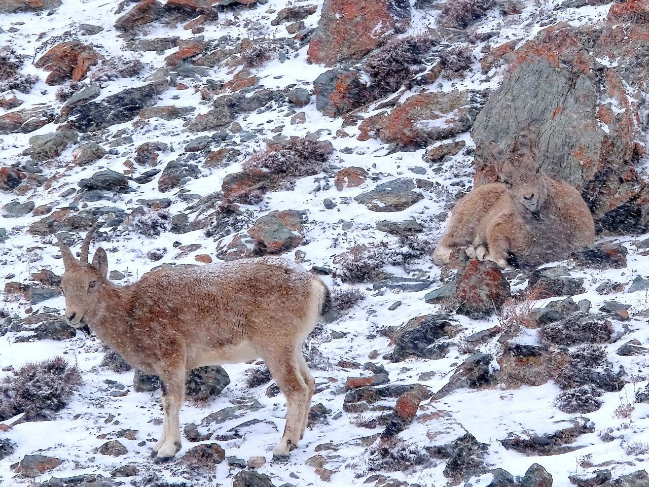 Самки и козлята сибирского горного козла в Сайлюгемском национальном парке