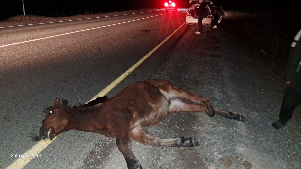 На перевале Чике-Таман в Онгудайском районе сбили лошадь На перевале Чике-Таман в Онгудайском районе сбили лошадь