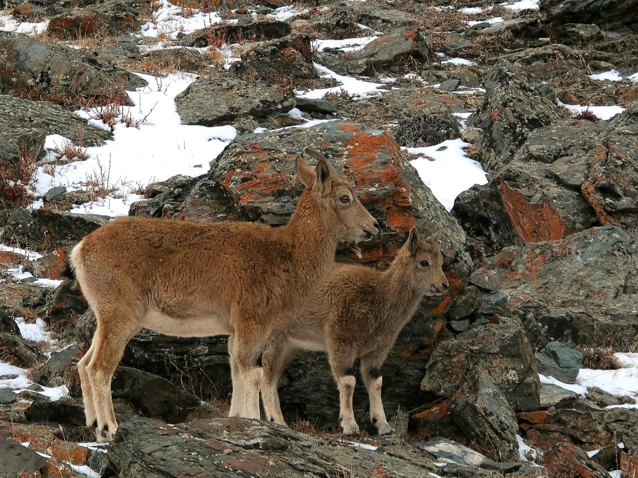 Самки и козлята сибирского горного козла в Сайлюгемском национальном парке Самки и козлята сибирского горного козла в Сайлюгемском национальном парке