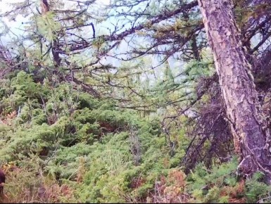 Это не честно! Что еще за приёмчики: косолапый сначала отвлек своими танцами, потом вероломно напал на камеру