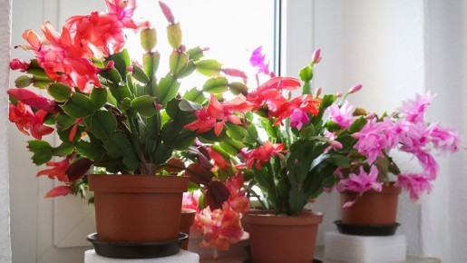 Как укоренить декабрист: простой гид для цветоводов