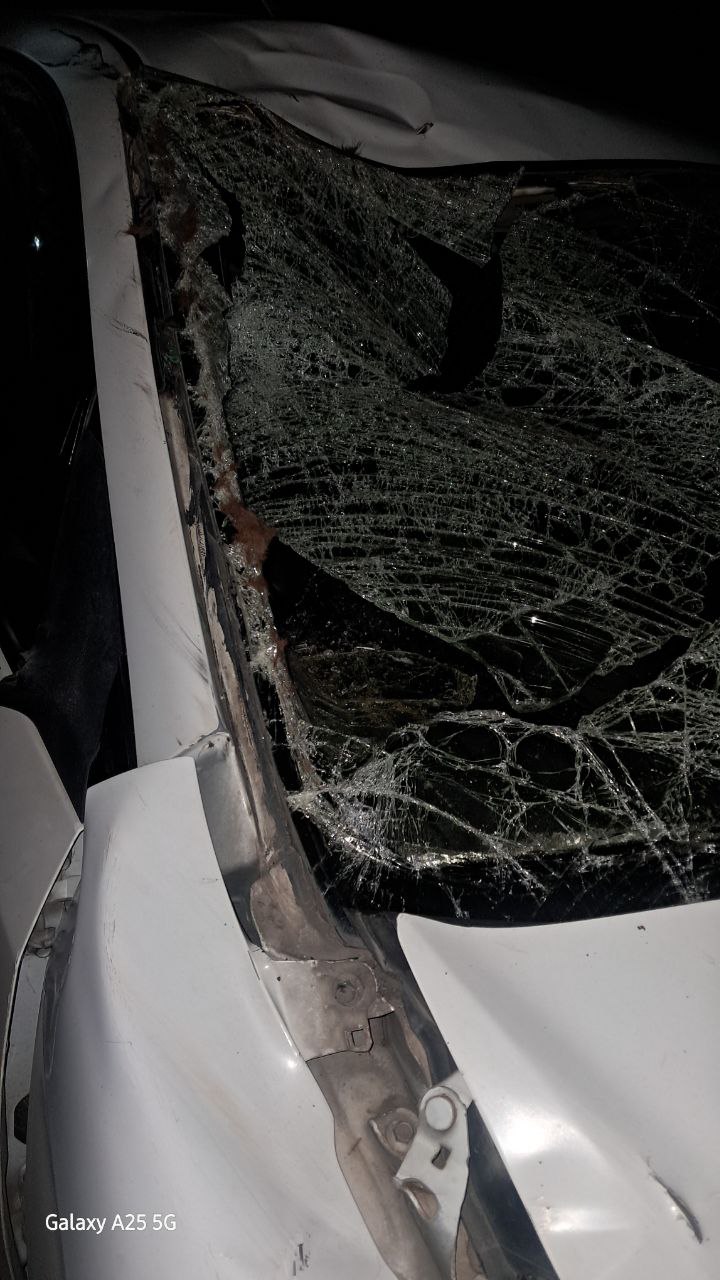 На перевале Чике-Таман в Онгудайском районе сбили лошадь