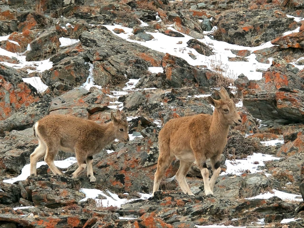 Самки и козлята сибирского горного козла в Сайлюгемском национальном парке Самки и козлята сибирского горного козла в Сайлюгемском национальном парке