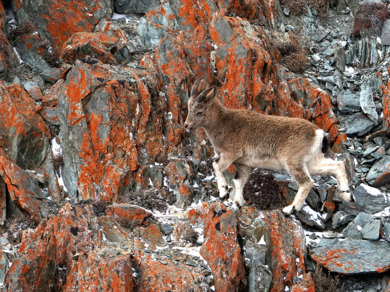 Самки и козлята сибирского горного козла в Сайлюгемском национальном парке Самки и козлята сибирского горного козла в Сайлюгемском национальном парке