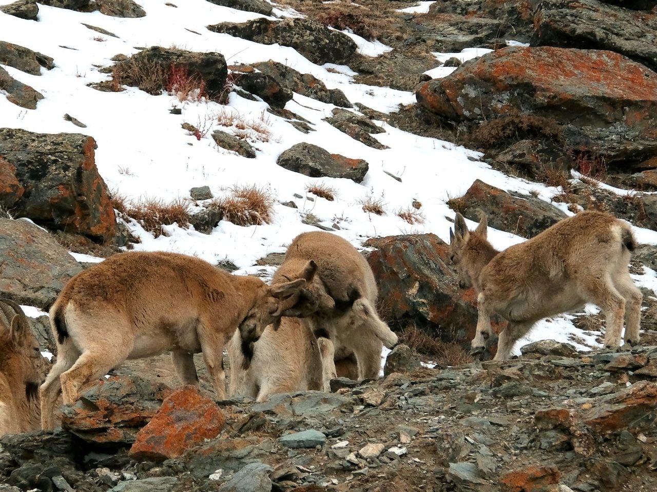 Самки и козлята сибирского горного козла в Сайлюгемском национальном парке Самки и козлята сибирского горного козла в Сайлюгемском национальном парке