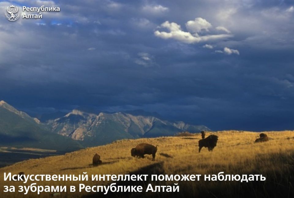 Зубрятник в селе Черга Шебалинского района станет новой территорией проекта по изучению биоразнообразия с использованием искусственного интеллекта