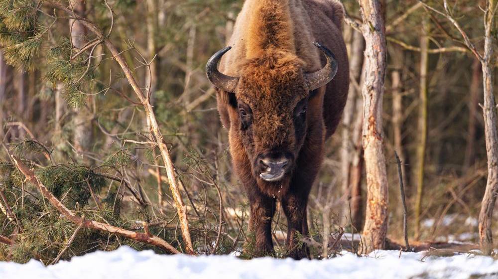 Ученые в Горном Алтае начали использовать искусственный интеллект для учета зубров