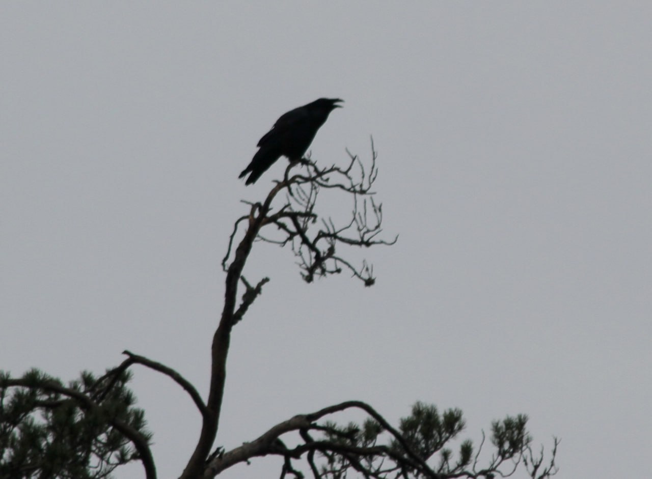 Орнитолог Олег Митрофанов в октябре наблюдал за перемещением птиц в Алтайском заповеднике: Орнитолог Олег Митрофанов в октябре наблюдал за перемещением птиц в Алтайском заповеднике: