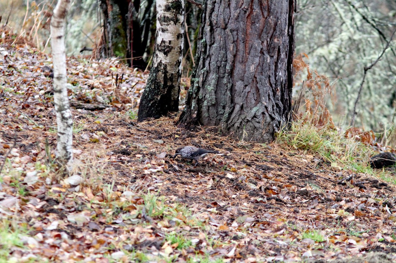 Орнитолог Олег Митрофанов в октябре наблюдал за перемещением птиц в Алтайском заповеднике: Орнитолог Олег Митрофанов в октябре наблюдал за перемещением птиц в Алтайском заповеднике: