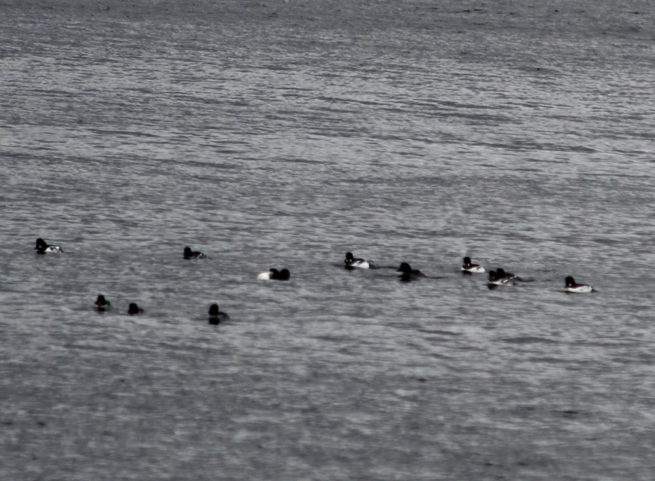Орнитолог Олег Митрофанов в октябре наблюдал за перемещением птиц в Алтайском заповеднике: Орнитолог Олег Митрофанов в октябре наблюдал за перемещением птиц в Алтайском заповеднике: