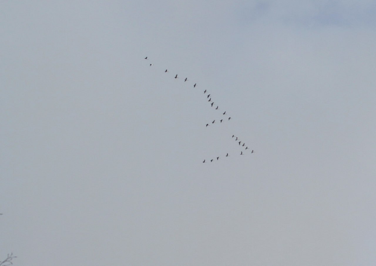 Орнитолог Олег Митрофанов в октябре наблюдал за перемещением птиц в Алтайском заповеднике: Орнитолог Олег Митрофанов в октябре наблюдал за перемещением птиц в Алтайском заповеднике: