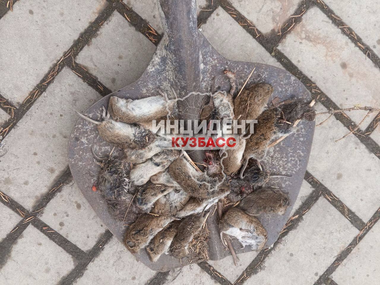 В Кузбассе зафиксирована массовая гибель грызунов В Кузбассе зафиксирована массовая гибель грызунов