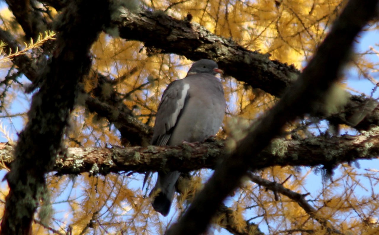 Орнитолог Олег Митрофанов в октябре наблюдал за перемещением птиц в Алтайском заповеднике: Орнитолог Олег Митрофанов в октябре наблюдал за перемещением птиц в Алтайском заповеднике: