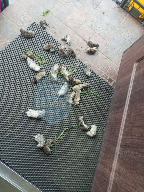 В Кузбассе зафиксирована массовая гибель грызунов