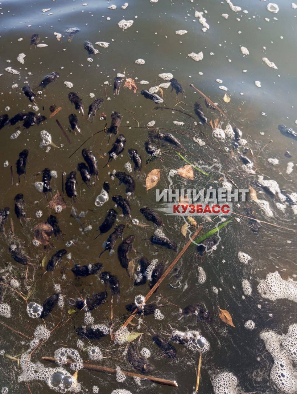 В Кузбассе зафиксирована массовая гибель грызунов В Кузбассе зафиксирована массовая гибель грызунов