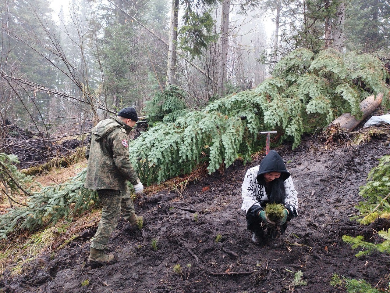 Студенты агротехнологического факультета ГАГУ приняли участие в посадке 10 гектаров леса на территории Майминского лесничества, в районе села Урлу-Аспак Студенты агротехнологического факультета ГАГУ приняли участие в посадке 10 гектаров леса на территории Майминского лесничества, в районе села Урлу-Аспак