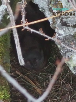 Доброе утро. Уникальные кадры из Алтайского заповедника: ученые сняли на дрон бурого медведя, который вот-вот погрузится в зимнюю спячку