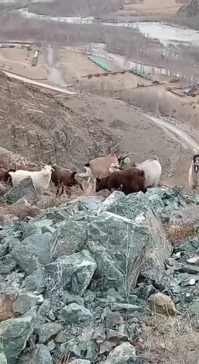 Сибирский горный козел пришёл попроведовать своих одомашненных собратьев От подписчика