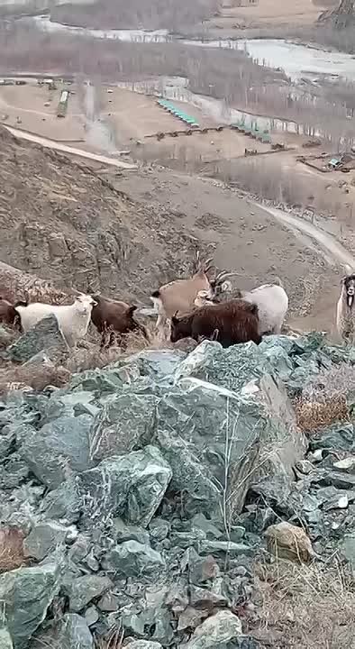 Сибирский горный козел пришёл попроведовать своих одомашненных собратьев От подписчика