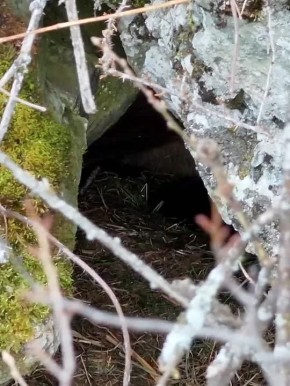 Уникальные кадры из Алтайского заповедника: ученые сняли на дрон бурого медведя, который вот-вот погрузится в зимнюю спячку