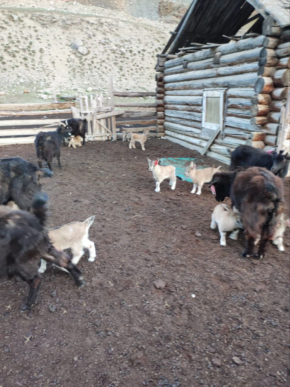 Оказывается, у рассказанной вчера истории с сибирским горным козлом, забредшим в гости к одомашненным сородичам, есть романтическое продолжение Оказывается, у рассказанной вчера истории с сибирским горным козлом, забредшим в гости к одомашненным сородичам, есть романтическое продолжение