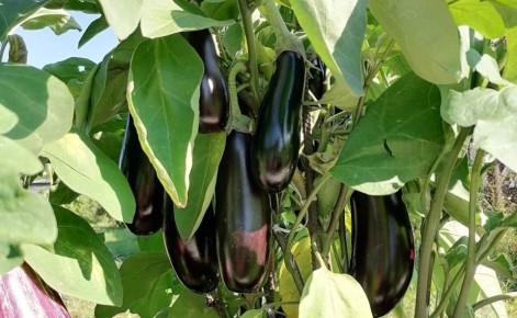 Секреты успешного урожая баклажанов