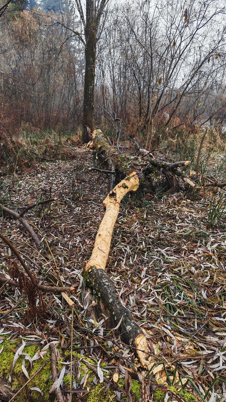 На берегу реки Бия замечены следы активной работы, хотя сами мастера скрылись На берегу реки Бия замечены следы активной работы, хотя сами мастера скрылись