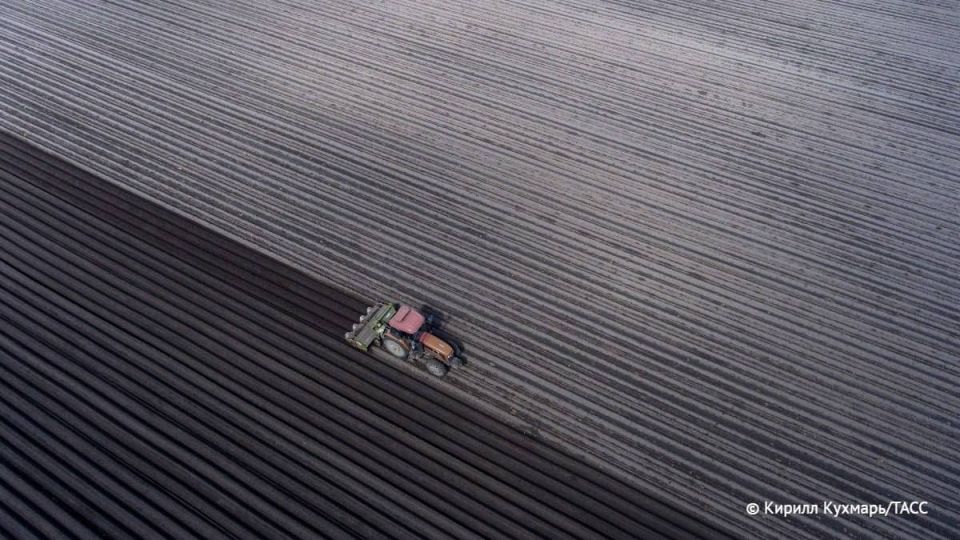 Урожай гречихи в Алтайском крае в 2025 году ожидается на уровне прошлого года — 500 тысяч тонн